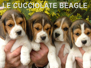 cucciolate beagle