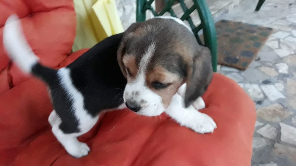 cucciola beagle